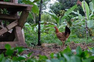 Mañana alimentándose madre gallina y polluelos buscando para comida foto