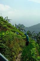 Harvesting the Beauty of Terasering Panyaweuyan Farmers at Work photo