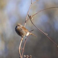 Hedge Accentor perched on a bramble in Sussex photo