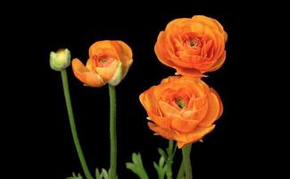 Beautiful orange flower dark background closeup shot photo