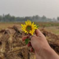 A hand holding a beautiful yellow sunflower photo