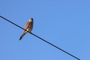 Kestrel resting on a telegraph wire on a sunny winters day photo