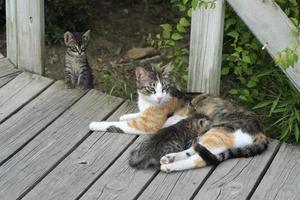 atigrado gatito es amamantamiento por su madre foto