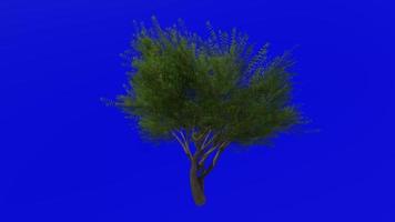 árvore animação ciclo - veludo algaroba - prosopis velutina - verde tela croma chave - 1b - verão Primavera video