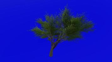 Tree animation loop - velvet mesquite - prosopis velutina - green screen chroma key - 1c - summer spring video