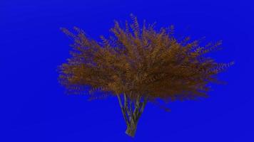 boom animatie lus - fluweel mesquite - prosopis velutina - groen scherm chroma sleutel - 3c - herfst vallen video