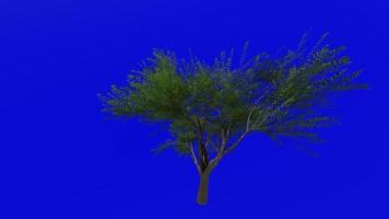 boom animatie lus - fluweel mesquite - prosopis velutina - groen scherm chroma sleutel - 2b - zomer voorjaar video