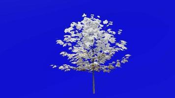 träd växter animering slinga - socker lönn - acer sackarum - grön skärm krom nyckel - 6a - vinter- snö video
