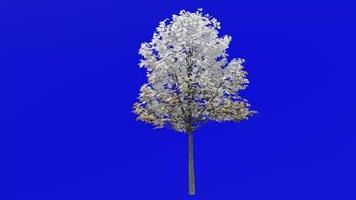 Tree plants animation loop - sugar maple - acer saccharum - green screen chroma key - 1a - winter snow video