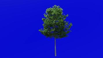 Tree plants animation loop - sugar maple - acer saccharum - green screen chroma key - 3a - summer spring video