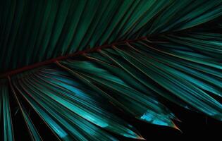 Tropical Palm Leaves Background. Illustration photo