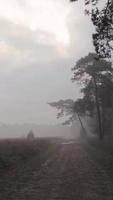 Foggy Marsh Wooded Area video