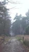 Foggy Marsh Wooded Area video