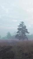 zone boisée de marais brumeux video