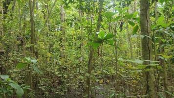 oerwoud visie in daglicht. wild bomen in een Woud met groen planten. toneel- landschap van hoog houten boomstammen met weelderig bladeren. vredig natuur visie. video