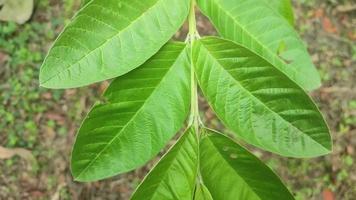 de gemeenschappelijk guava bladeren. psidium guajava is een klein boom in de mirte familie. het is ook gebeld citroen guave, appel guave. video