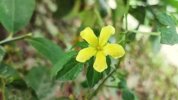 momordica Charantia bloem. het is algemeen gebeld bitter meloen, goya, bitter appel, bitter kalebas, bitter squash, balsem-erwt bloem. video