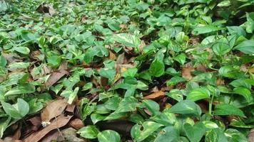 Epipremnum aureum. golden Pothos, Ceylon Schlingpflanze, Jägers Kleid, Efeu Arum, Haus Anlage, Geld Anlage, Silber Ranke, Solomon Inseln Efeu, Marmor Königin, und Taro Ranke. Teufel Ranke oder Teufel Efeu. video