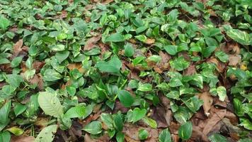 epipremnum aureum. dourado pothos, Ceilão rastejador, caçadores manto, hera arum, casa plantar, dinheiro plantar, prata videira, Salomão ilhas hera, mármore rainha, e taro videira. Demonios videira ou Demonios hera. video