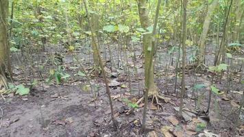 jungle vue dans lumière du jour. sauvage des arbres dans une forêt avec vert les plantes. scénique paysage de grand en bois les troncs avec luxuriant feuilles. paisible la nature voir. video