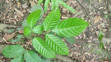 verde Leea Indica hojas, el bandicoot baya hoja. video