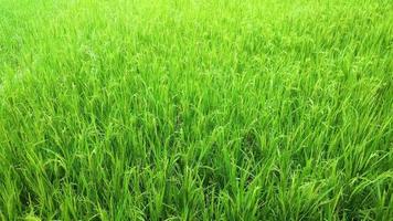 Reis Feld im Tageslicht. Grün Pflanzen. szenisch Landschaft von Reis Blätter. friedlich Natur Sicht. video
