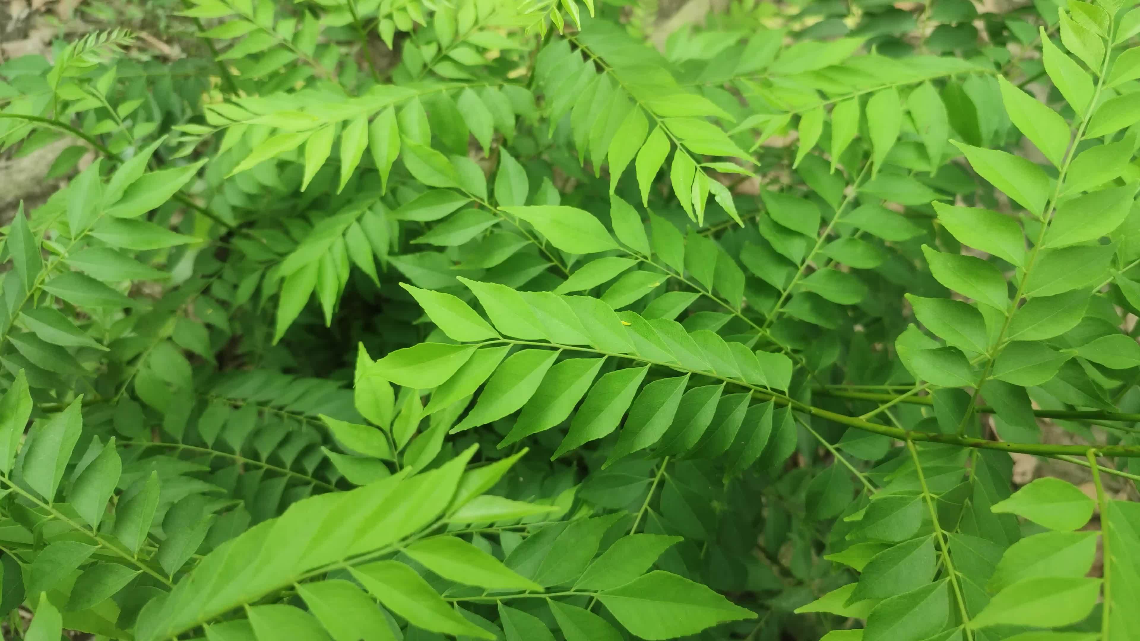 Curry tree, Murraya koenigii , Bergera koenigii, sweet neem leaves. 22781952 Stock Video at Vecteezy