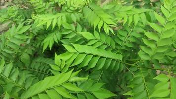 Curry tree, Murraya koenigii , Bergera koenigii, sweet neem leaves. video