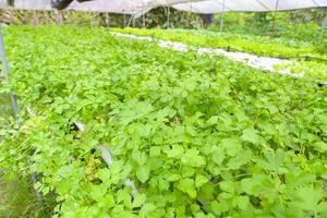 jardín de granjas hidropónicas de vegetales de hoja de apio, jardinería de vegetales orgánicos con plantación de hojas de apio de vegetales frescos, en el jardín de invernadero, jardinería ecológica, planta natural foto