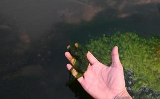 spirogyra agua dulce algas - algas marinas agua dulce en el río corriente lata En Vivo en limpiar agua, verde acuático hierba - común nombres incluir agua seda, sirena trenzas, y cobija hierba foto