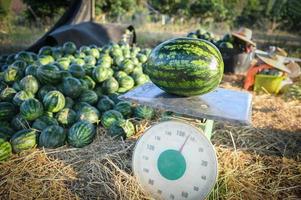 watermelon on weighing kitchen scale - fresh watermelon fruit on agriculture garden watermelon farm for sale fruit market , harvesting watermelons in the field photo