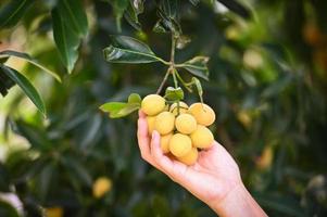 Marian plum fruit in marian plum tree in the garden tropical fruit orchard, Name in Thailand Sweet Yellow Marian Plum Maprang Plango or Mayong chid photo