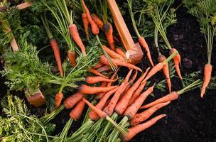 Fresco zanahorias creciente en Zanahoria campo vegetal crece en el jardín en el suelo orgánico granja cosecha agrícola producto naturaleza, Zanahoria en suelo foto