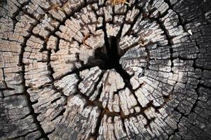 Old tree stump top view, ideal round cut down tree with annual rings and cracks. Wooden texture - Texture of Annual Growth Rings Circle on Stump photo