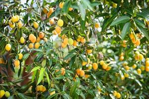 Marian plum fruit in marian plum tree in the garden tropical fruit orchard, Name in Thailand Sweet Yellow Marian Plum Maprang Plango or Mayong chid photo