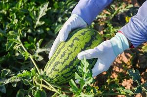 watermelon in watermelon field - fresh watermelon fruit on hand agriculture garden watermelon farm with leaf tree plant, harvesting watermelons in the field photo