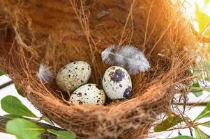 pájaro nido en árbol rama con Tres huevos adentro, pájaro huevos en aves nido y pluma en verano bosque foto