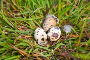 bird nest on grass field with three eggs inside, bird eggs on birds nest and feather in summer forest , eggs easter concept photo