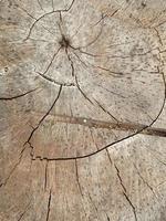 Old wood texture background photo