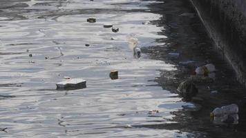 agua contaminación con sucio y el plastico basura flotante en el superficie de el mar video