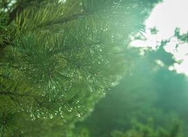 Morning dew on a fur tree macro green background nice christmas green turquiose photo