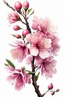 generativo ai ilustración de realista sakura o Cereza florecer, japonés primavera flor sakura, rosado Cereza flor en blanco antecedentes foto