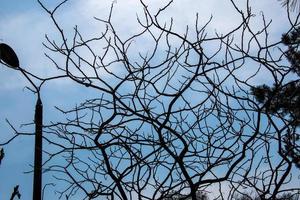 Branches with buds of staghorn sumac in early spring in the garden. photo