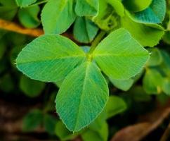 Clover leaves in early spring. Latin name Trifolium L. An important agricultural crop. Honey plant. photo