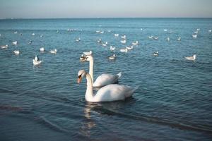 A pair of white swans swim in the sea with seagulls. Sunny weather at sea. photo