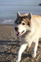 A dog with a collar on. Lonely dog on the beach photo