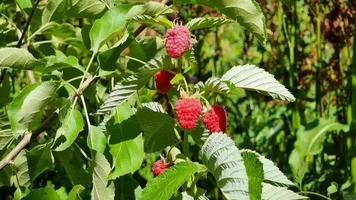 Ripe raspberries on a branch with green leaves in the garden video