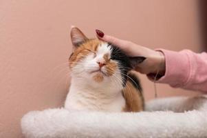 A cute tricolor cat lies with closed eyes on a lounger, stroking the cat photo