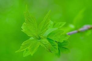 Green new leaf on a tree in spring. Soft focus on leaf and blurred green bokeh background. photo