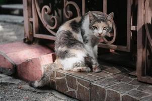 A spotted street cat walking along the street near the fence. Gurzuf cats. photo